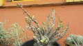 arbuPachypodium - plante exotique 0.6-0.8mstes